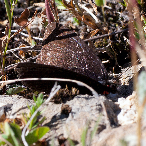 Erebia pluto