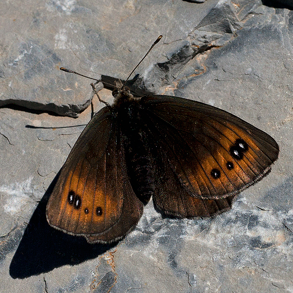 Erebia scipio