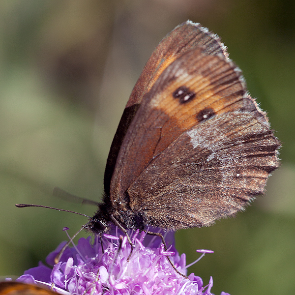 Erebia euryale