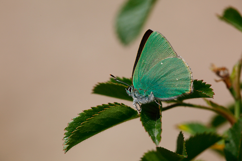 Callophrys paulae