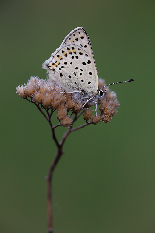 Lycaena tityrus