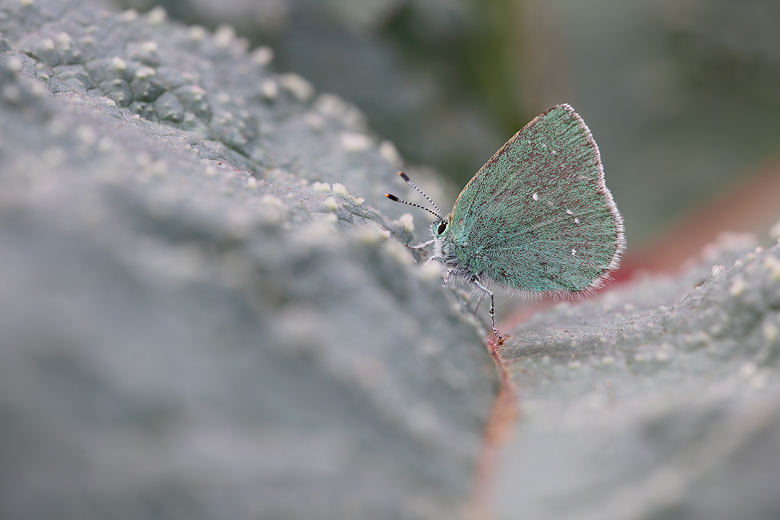 Callophrys mystaphia