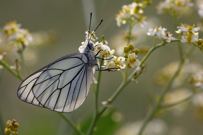 Aporia crataegi