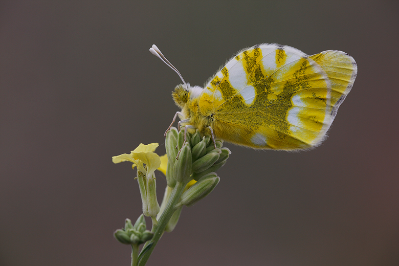 Zegris eupheme (menestho)