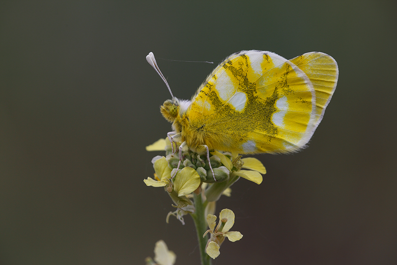 Zegris eupheme (menestho)