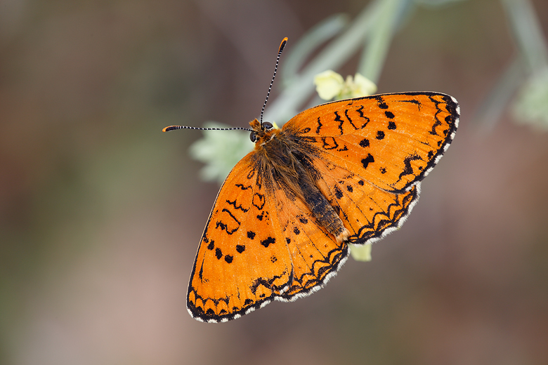 Melitaea arduinna