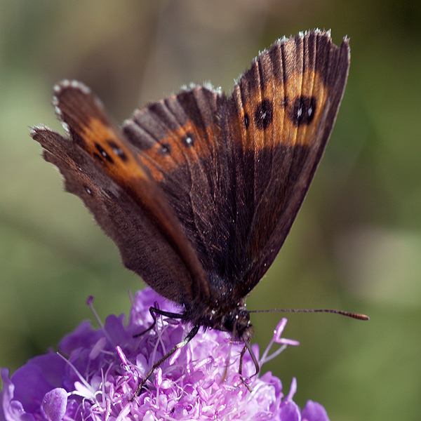 Erebia euryale