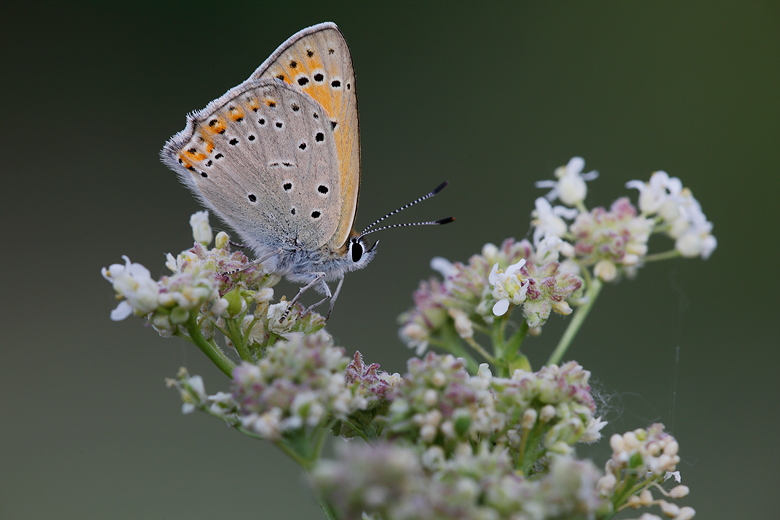 Lycaena asabinus