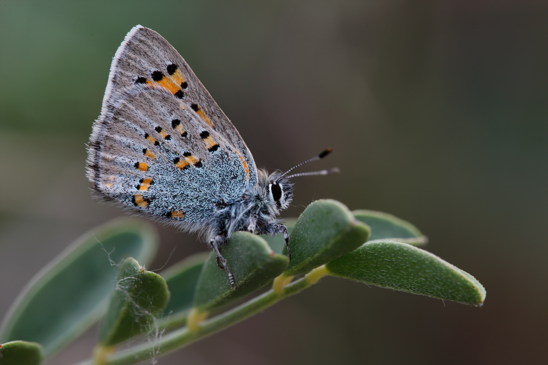 Tomares sp. (Tomares nogelii cesa?)