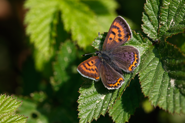 Lycaena helle