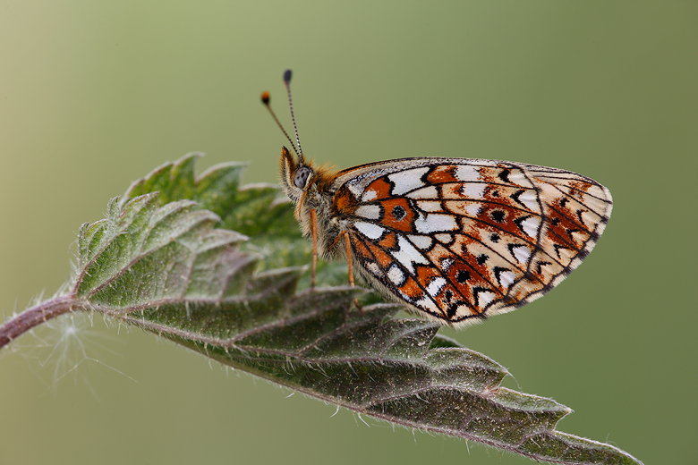 Boloria selene