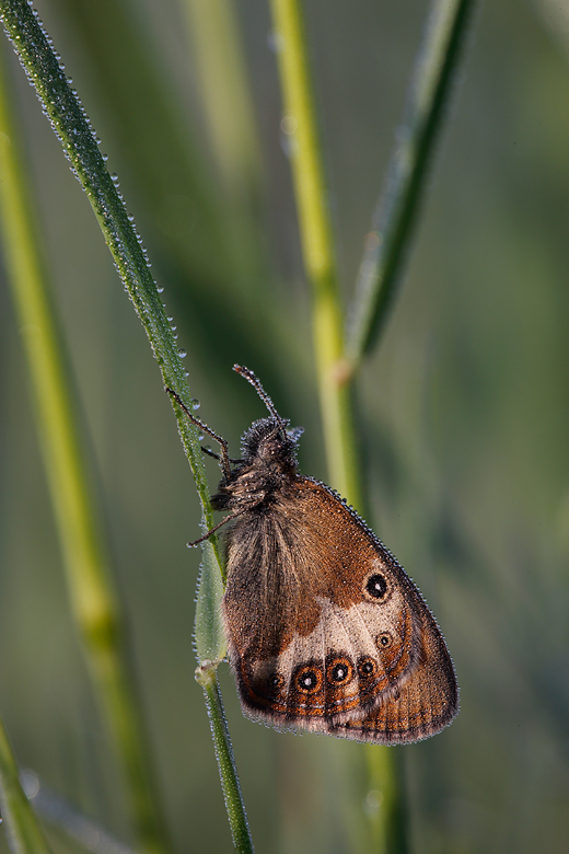 Coenonympha arcania