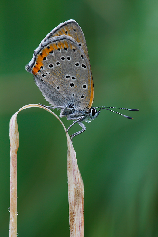 Lycaena hippothoe