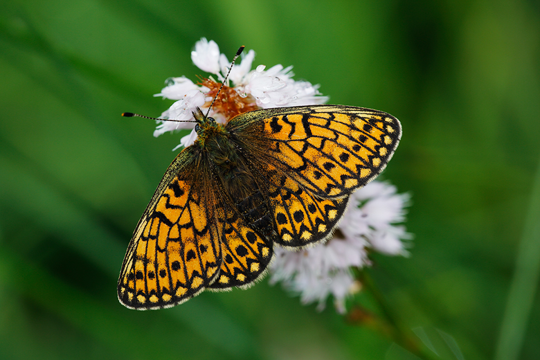 Boloria eunomia