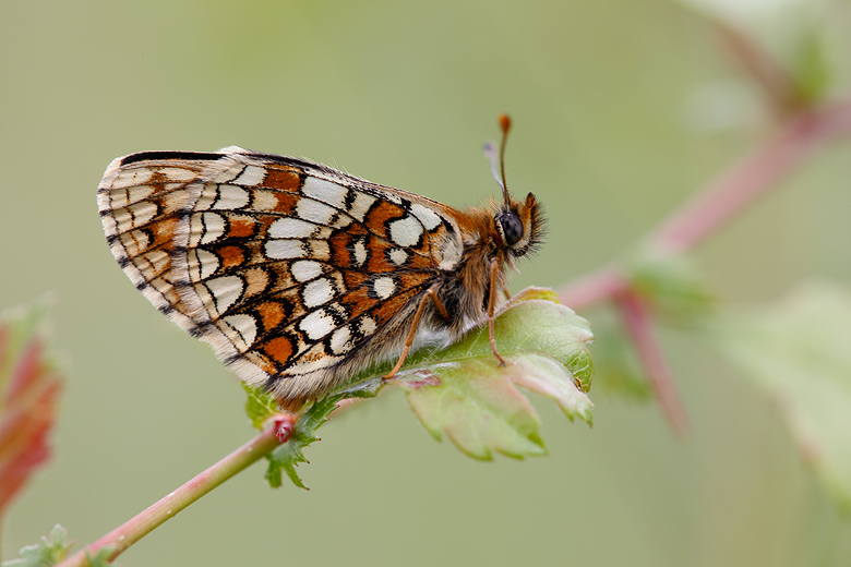 Melitaea aurelia