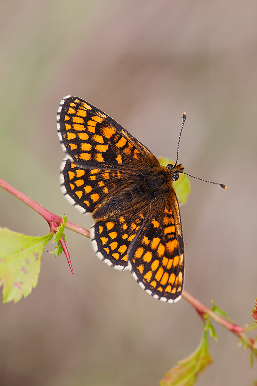 Melitaea aurelia