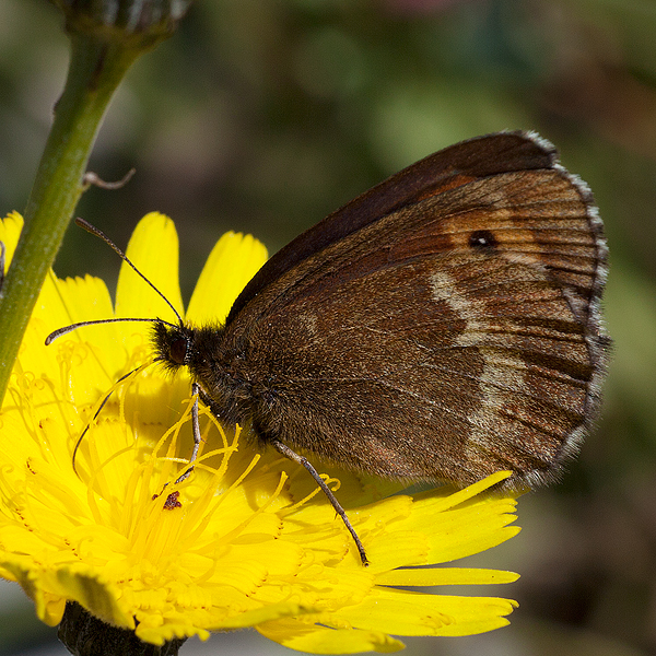 Erebia euryale