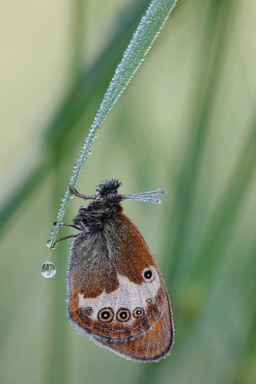 Coenonympha arcania