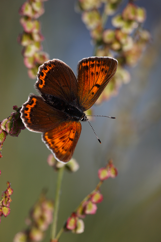 Lycaena hippothoe