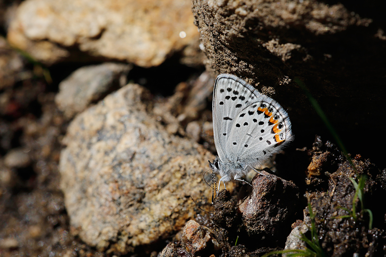 Plebejus lupini