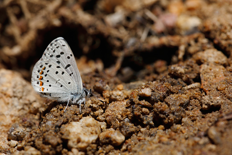 Euphilotes intermedia