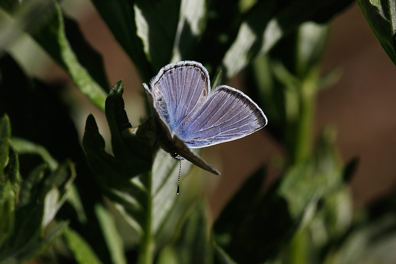 Plebejus icarioides