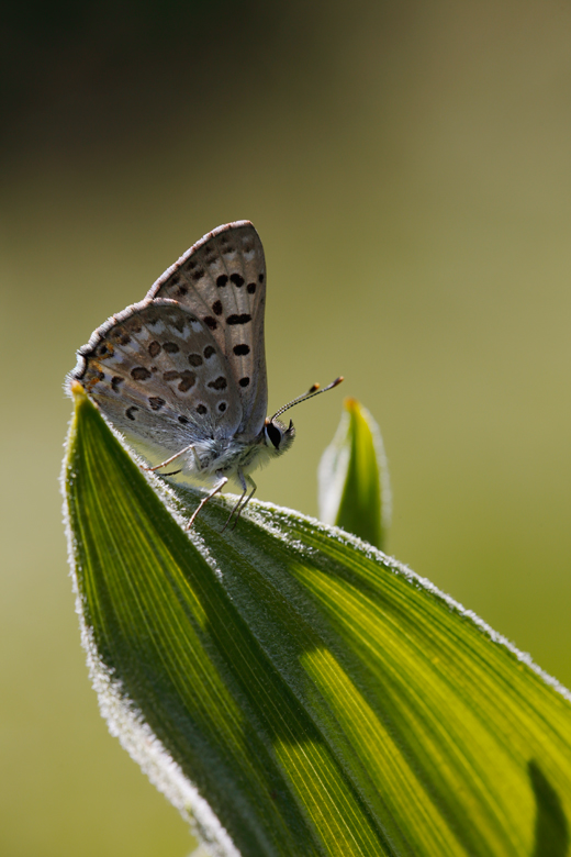 Lycaena editha