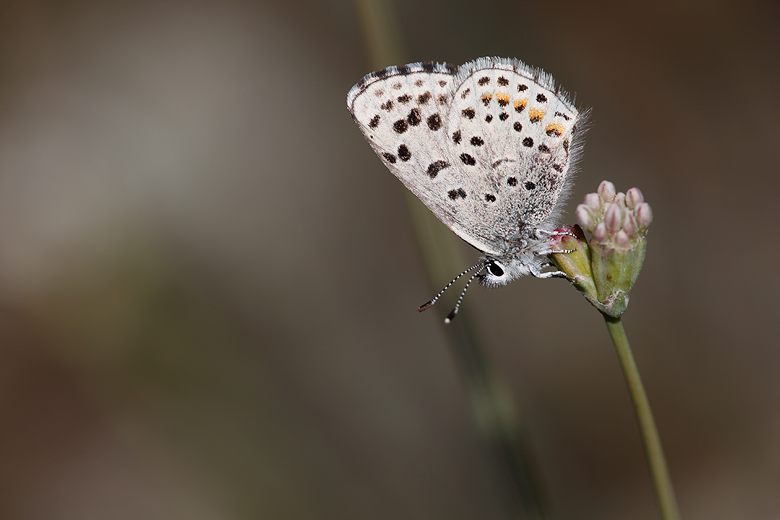 Euphilotes ancilla