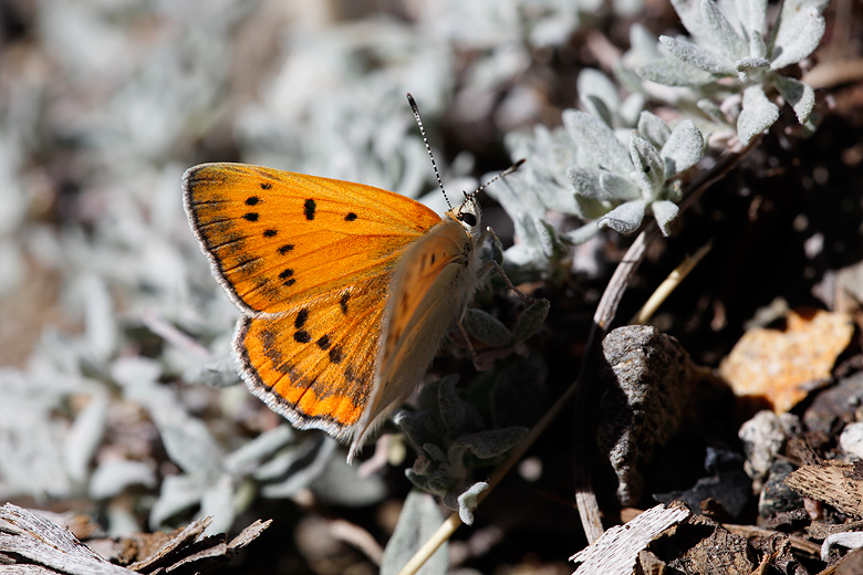 Lycaena rubidus