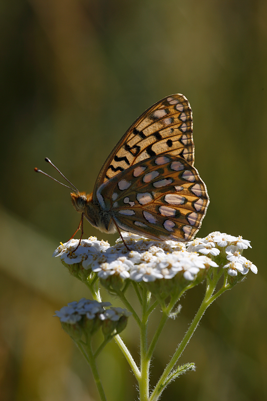 Speyeria coronis