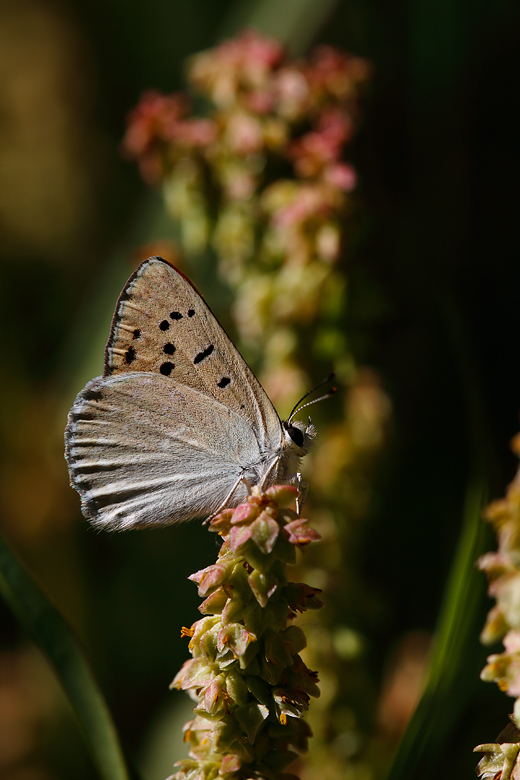 Lycaena rubidus