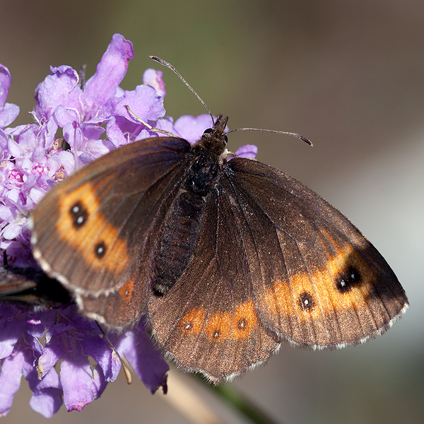 Erebia euryale