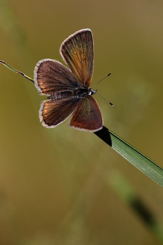 Polyommatus damonides