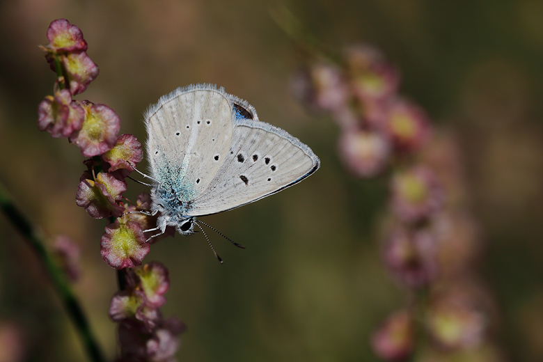 Polyommatus huberti