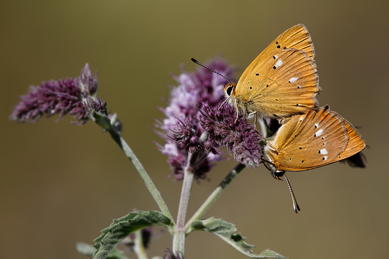 Lycaena virgaureae