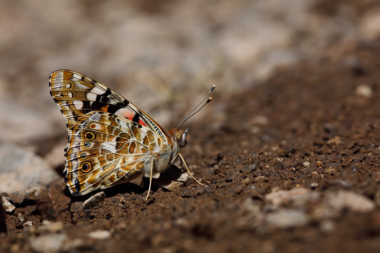 Vanessa cardui