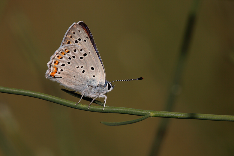 Lycaena alciphron (melibaeus)