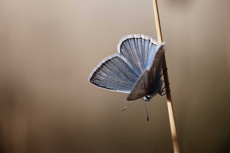 Polyommatus daphnis