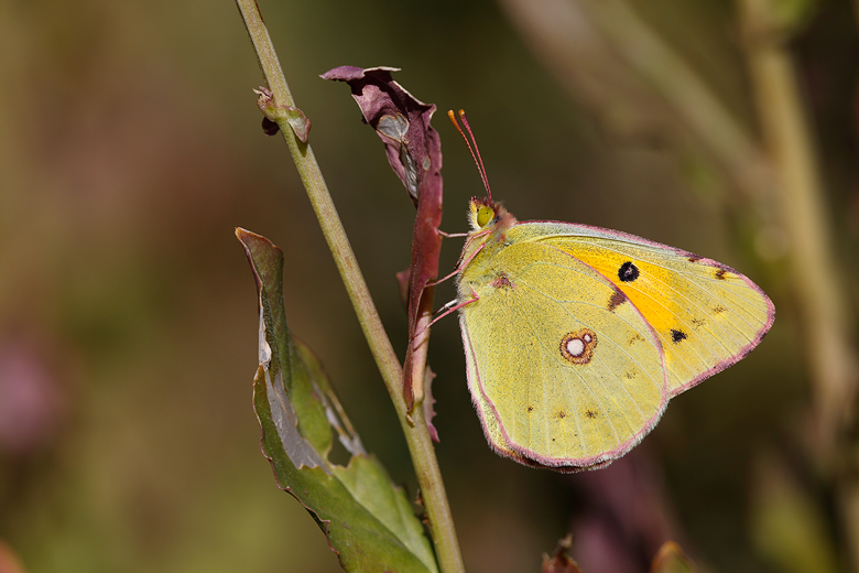 Colias croceus