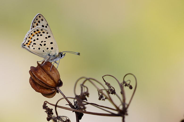 Lycaena tityrus