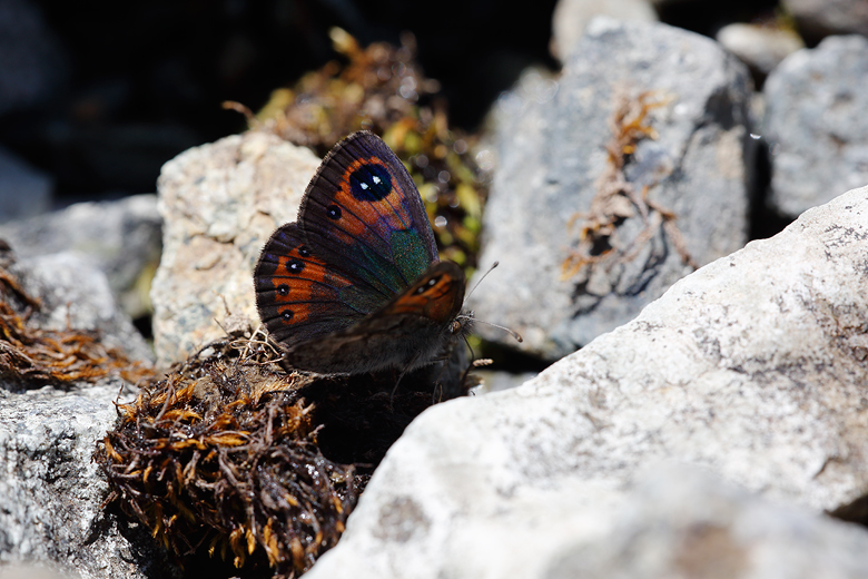 Erebia graucasica