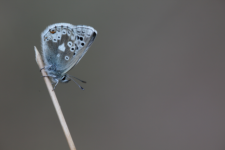 Plebejus dardanus