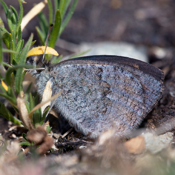 Erebia arvernensis