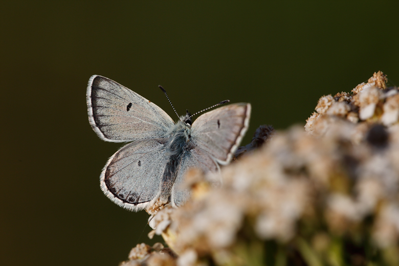 Plebejus dardanus