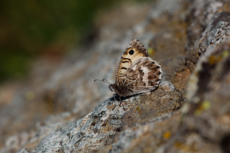 Pseudochazara geyeri