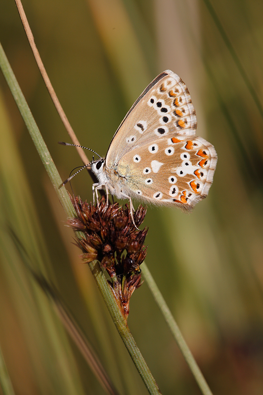 Polyommatus bellargus