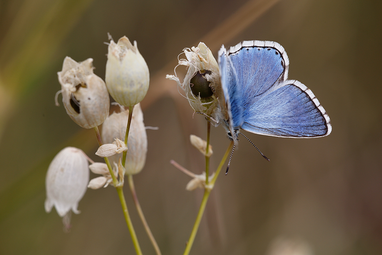 Polyommatus corydonius