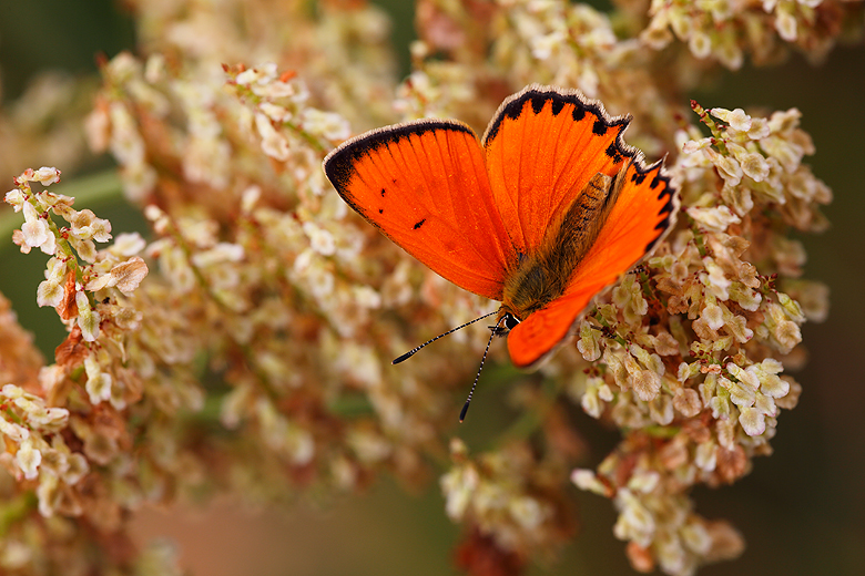 Lycaena virgaureae