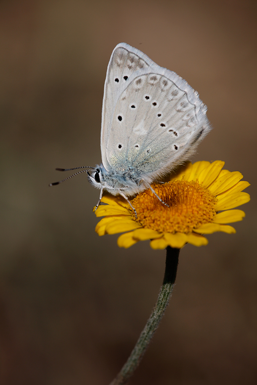 Polyommatus daphnis