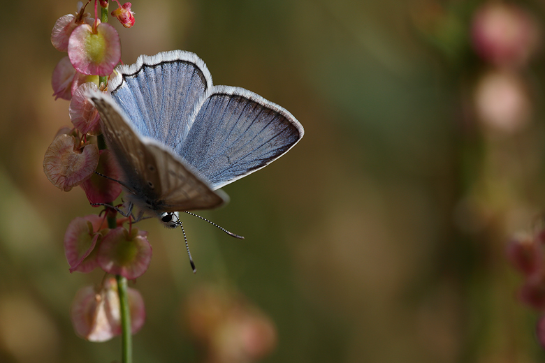 Polyommatus daphnis